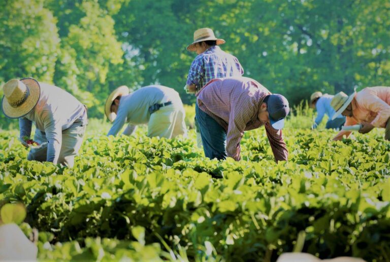 Orchard Worker Jobs in USA with Visa Sponsorship 2024/25